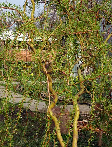 plantare de salcie și de îngrijire, specii și varietăți, foto (e) de plantare de salcie și de îngrijire, specii și varietăți, fotografii