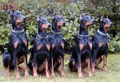 Care este cel mai bun câine pentru a proteja casa, ca (protecție) Care caine este mai bine pentru securitatea acasă ca