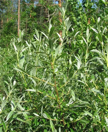 plantare de salcie și de îngrijire, specii și varietăți, Foto (aterizare) plantare de salcie și de îngrijire, specii și varietăți, fotografii