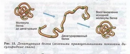 Structura și funcția lor