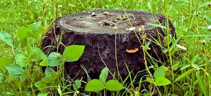 Cum efort uproot rapid butuc