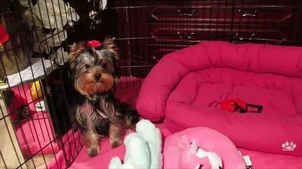 îngrijire și întreținere Yorkshire Terrier, foto și video