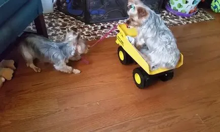 îngrijire și întreținere Yorkshire Terrier, foto și video