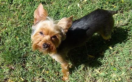 Yorkshire Terrier cum să se obișnuiască la toaletă la domiciliu, fotografii și clipuri video (pentru a preda) Yorkshire Terrier cum să se obișnuiască la toaletă la domiciliu, foto și video