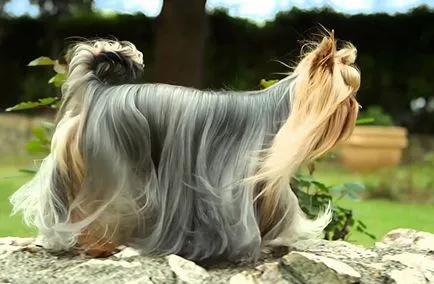 îngrijire și întreținere Yorkshire Terrier, foto și video