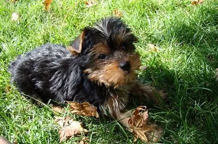 Yorkshire Terrier cum să se obișnuiască la toaletă la domiciliu, fotografii și clipuri video (pentru a preda) Yorkshire Terrier cum să se obișnuiască la toaletă la domiciliu, foto și video