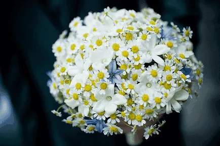 buchete elegante de margarete simplitate elegantă a imaginii