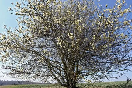 Willow de plantare, ingrijire, tipuri