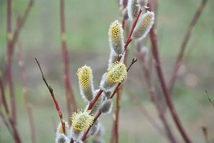 Willow de plantare, ingrijire, tipuri