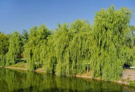 Willow de plantare, ingrijire, tipuri