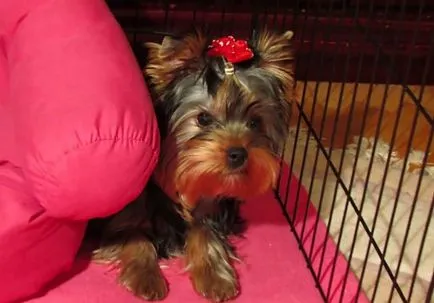 îngrijire și întreținere Yorkshire Terrier, foto și video