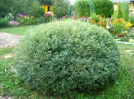 plantare de salcie și de îngrijire, specii și varietăți, foto (e) de plantare de salcie și de îngrijire, specii și varietăți, fotografii