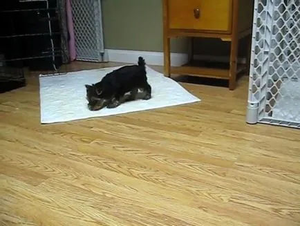 Yorkshire Terrier cum să se obișnuiască la toaletă la domiciliu, fotografii și video (terrier) Yorkshire Terrier cum să se obișnuiască la toaletă la domiciliu, foto și video