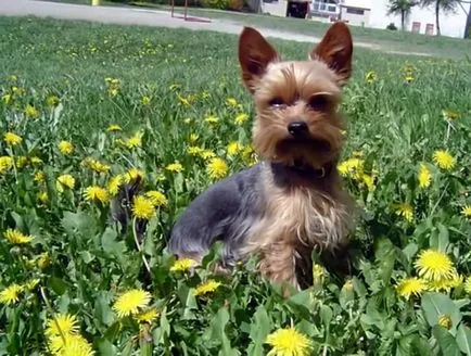 Yorkshire Terrier cum să se obișnuiască la toaletă la domiciliu, fotografii și clipuri video (pentru a preda) Yorkshire Terrier cum să se obișnuiască la toaletă la domiciliu, foto și video