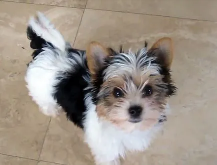 îngrijire și întreținere Yorkshire Terrier, foto și video