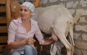 Cum să mulgă o capră la regulile de origine razdaivaniya după prima fatare, pregătirea și modalitățile de (capră) Cum să mulgă o capră la regulile de origine razdaivaniya după prima fatare, pregătirea și modalitățile