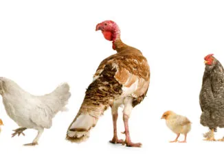 Ce poți da un câine un os
