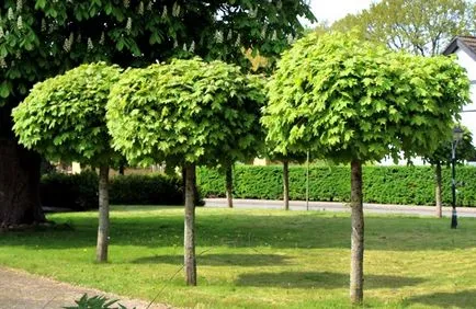 Ce copaci pentru a planta în fața casei și în alte locuri pe site-ul (ce) Ce copaci pentru a planta în fața casei și în alte locuri pe site-ul