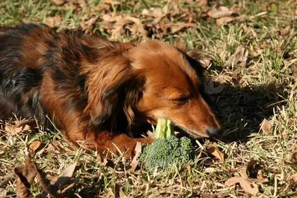 Ce fel de legume poate fi un caine (este posibil) Ce fel de legume poate fi un câine