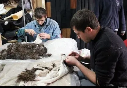 Cum de a face animale impaiate (52 poze) (După făcut) Cum de a face animale impaiate (52 poze)