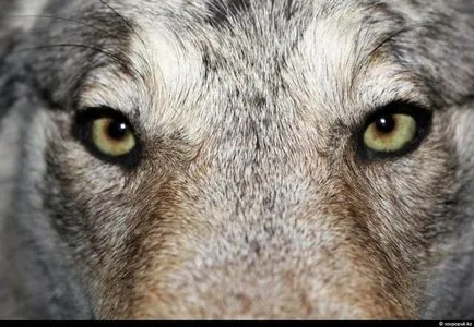 Cum de a face animale impaiate (52 poze) (ascunde) Cum de a face animale impaiate (52 poze)