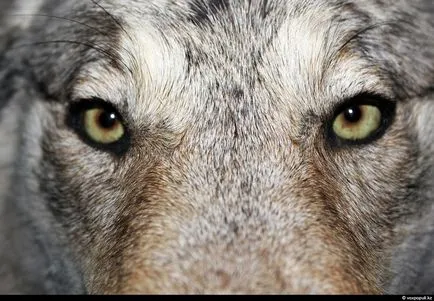 Cum sa faci umplute așa cum se face (după a făcut) Cum de a face animale impaiate, așa cum se face