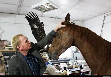Cum sa faci umplute așa cum se face (după a făcut) Cum de a face animale impaiate, așa cum se face