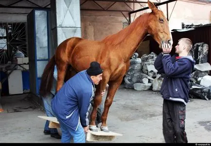 Cum sa faci umplute așa cum se face (după a făcut) Cum de a face animale impaiate, așa cum se face