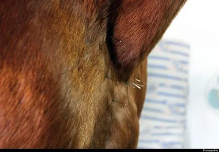 Cum sa faci umplute așa cum se face (Moale) Cum de a face animale impaiate, așa cum se face