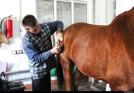 Cum sa faci umplute așa cum se face (după a făcut) Cum de a face animale impaiate, așa cum se face