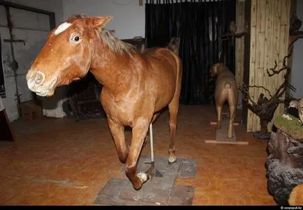 Cum sa faci umplute așa cum se face (după a făcut) Cum de a face animale impaiate, așa cum se face