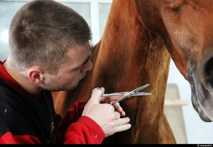 Cum sa faci umplute așa cum se face (după a făcut) Cum de a face animale impaiate, așa cum se face