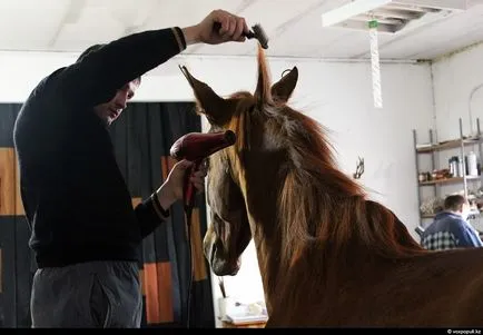 Cum sa faci umplute așa cum se face (după a făcut) Cum de a face animale impaiate, așa cum se face