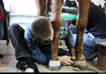 Cum sa faci umplute așa cum se face (după a făcut) Cum de a face animale impaiate, așa cum se face