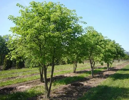 Ce copaci pentru a planta în fața zonei de origine și în altă parte (arbori) Ce copaci pentru a planta în fața casei și în alte locuri pe site-ul