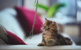 Cum să se joace cu o pisica domestica, animale de companie mele