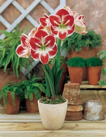 Ce culori si ce perioada a anului pot fi cultivate într-o seră (flori) Ce culori si ce perioada a anului pot fi cultivate în seră