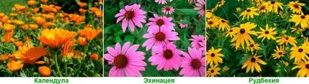 Ce fel de flori pentru a planta într-un cimitir, astfel încât acestea floare, flori perene cu fotografii și nume