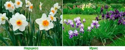 Ce fel de flori pentru a planta într-un cimitir, astfel încât acestea floare, flori perene cu fotografii și nume