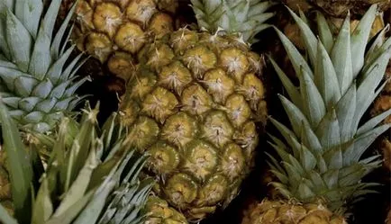 Cât de frumos fructe tăiate de instrucțiuni, tăieturi foto, sfaturi
