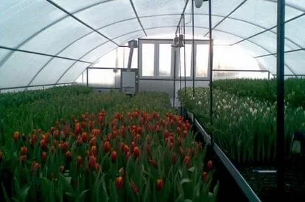 Ce culori si ce perioada a anului pot fi cultivate în seră (cultivarea florilor în seră pentru ei înșiși și de vânzare varza de hidroponice tăiat) Ce culori si ce perioada a anului pot fi cultivate în seră