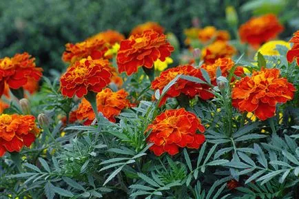 Ce culori si ce perioada a anului pot fi cultivate în seră (să crească) Ce culori si ce perioada a anului pot fi cultivate în seră