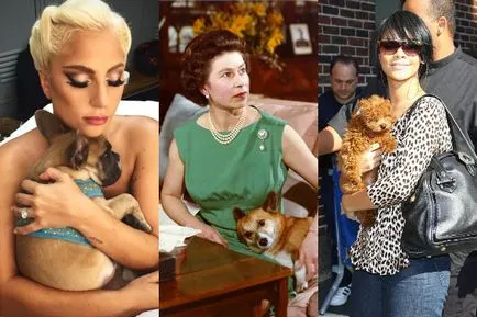 Ce fel de animale, cum ar fi stelele
