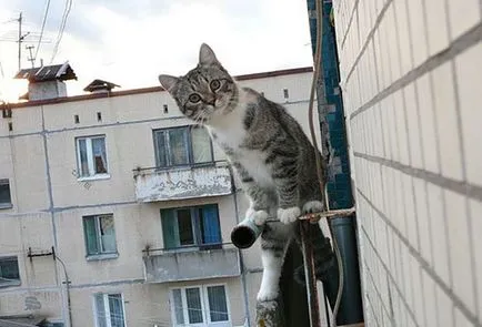 Cum sa scapi de porumbei pe balcon eficiente metode de a (a scăpa de) Cum sa scapi de porumbei pe balcon modalități eficiente