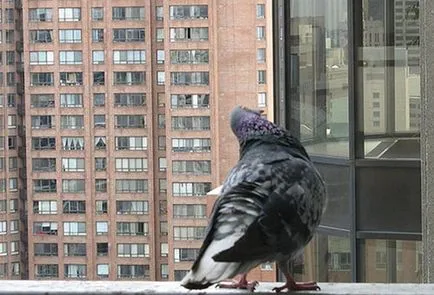 Cum sa scapi de porumbei pe metoda eficienta balcon (e) Cum sa scapi de porumbei pe balcon modalități eficiente