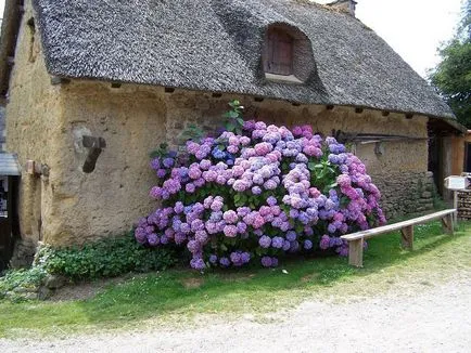 Ce flori floare în toamna (numele, fotografia și descriere)