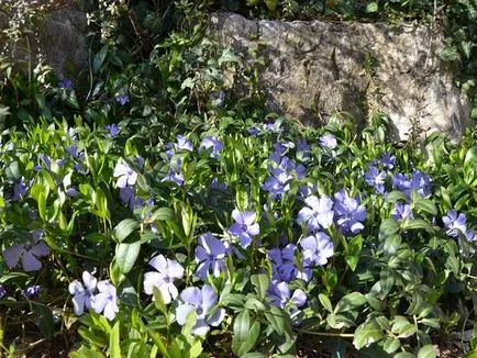 Ce fel de flori la plante într-un cimitir, descrierea și fotografia lor (vara) Ce fel de flori la plante într-un cimitir, descrierea și fotografia lor