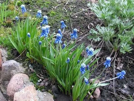 Ce fel de flori la plante într-un cimitir, descrierea și fotografia lor (plantă) Ce fel de flori la plante într-un cimitir, descrierea și fotografia lor