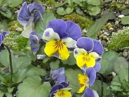 Ce culori si ce perioada a anului pot fi cultivate într-o seră (flori) Ce culori si ce perioada a anului pot fi cultivate în seră