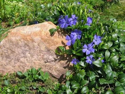 Ce fel de flori pentru a planta într-un cimitir, astfel încât acestea floare, flori perene cu fotografii și nume
